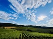 Vineyard, Near CARCASSONNE in Aude