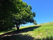 Plot, Near JUILLAC in Corrèze