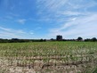 Plot, Near MUGRON in Landes